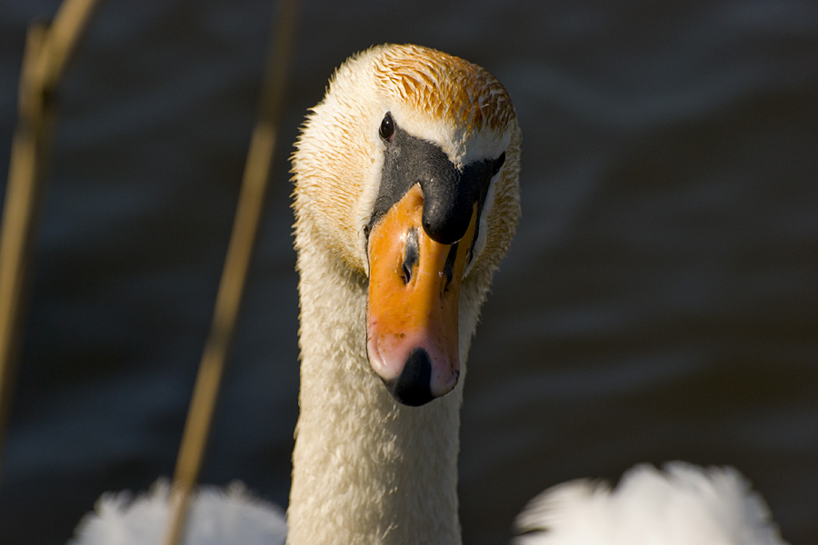 Schwan Ostsee 09