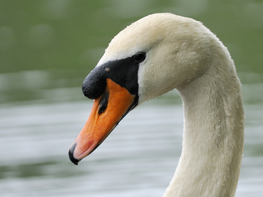 Schwan Portrait, Kock's Loch