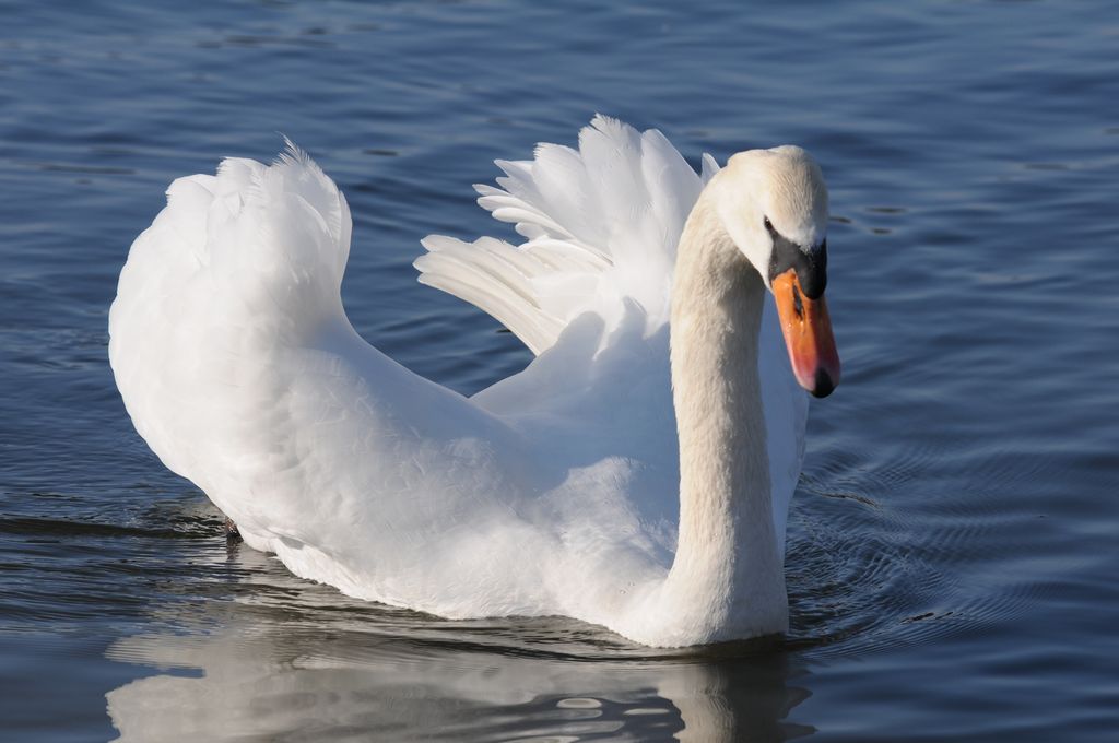 Schwan