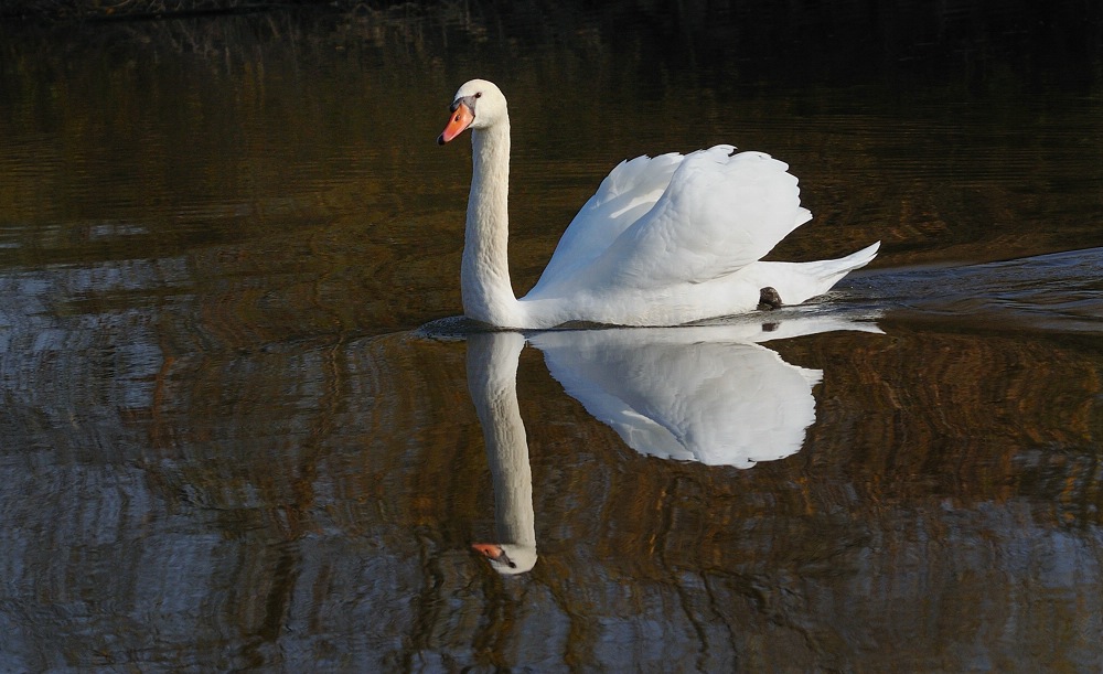 Schwan
