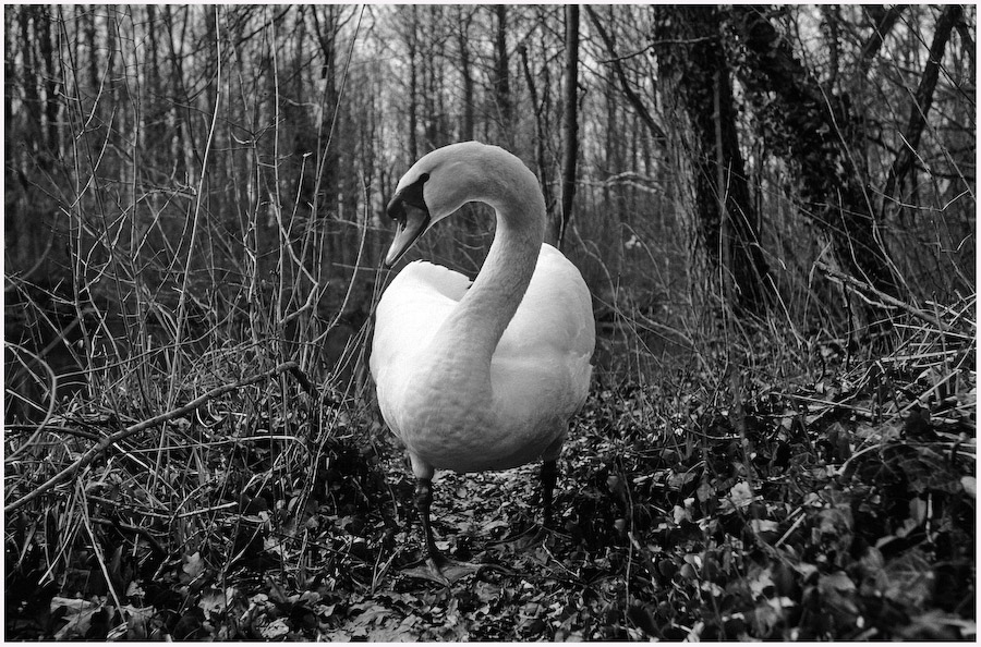 schwan