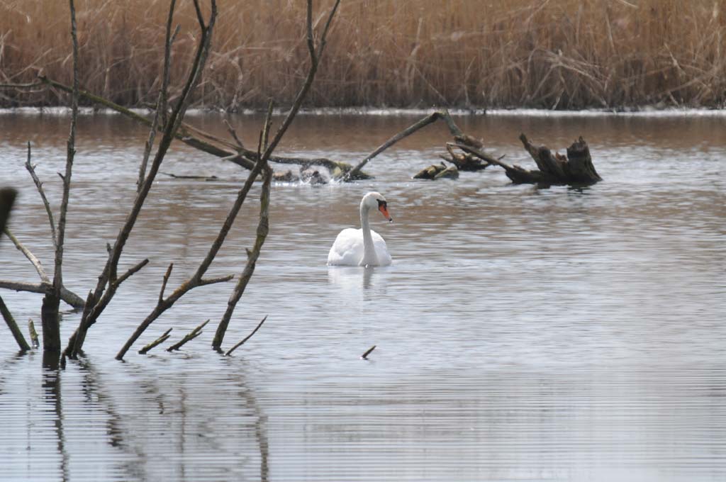 Schwan
