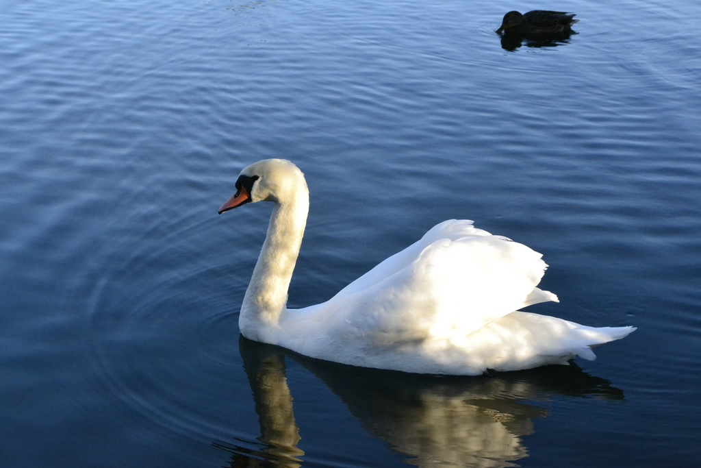 Schwan