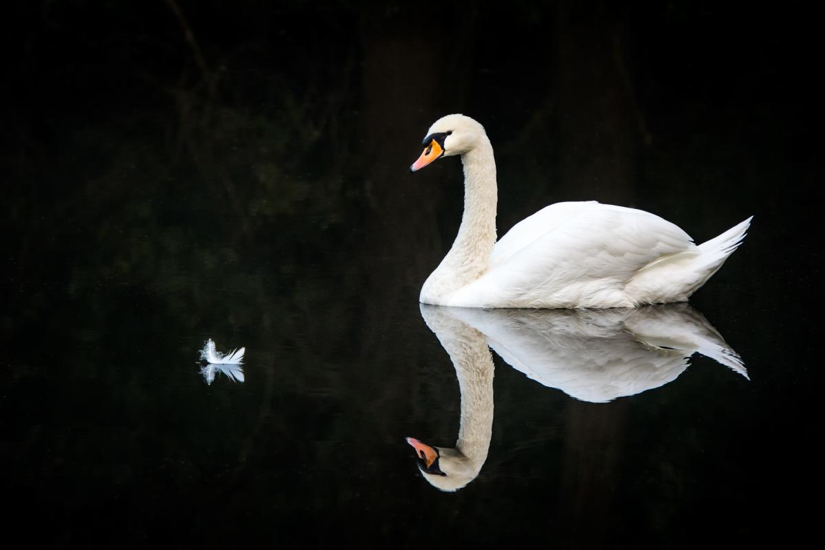 Schwan