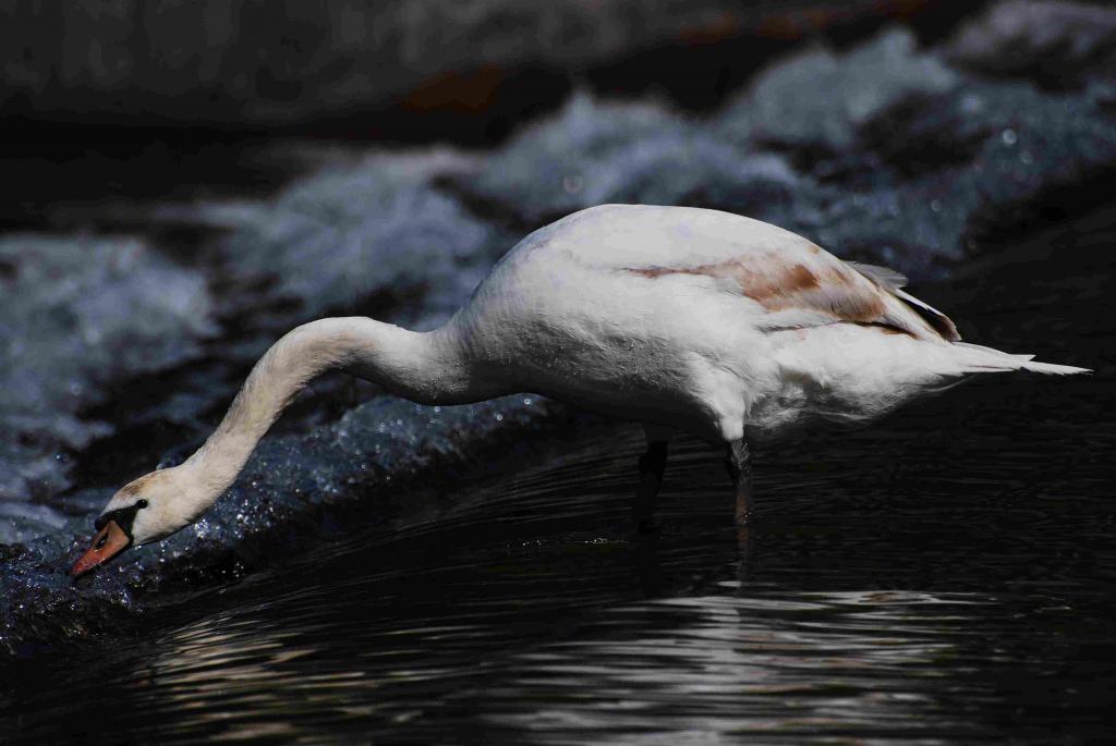schwan