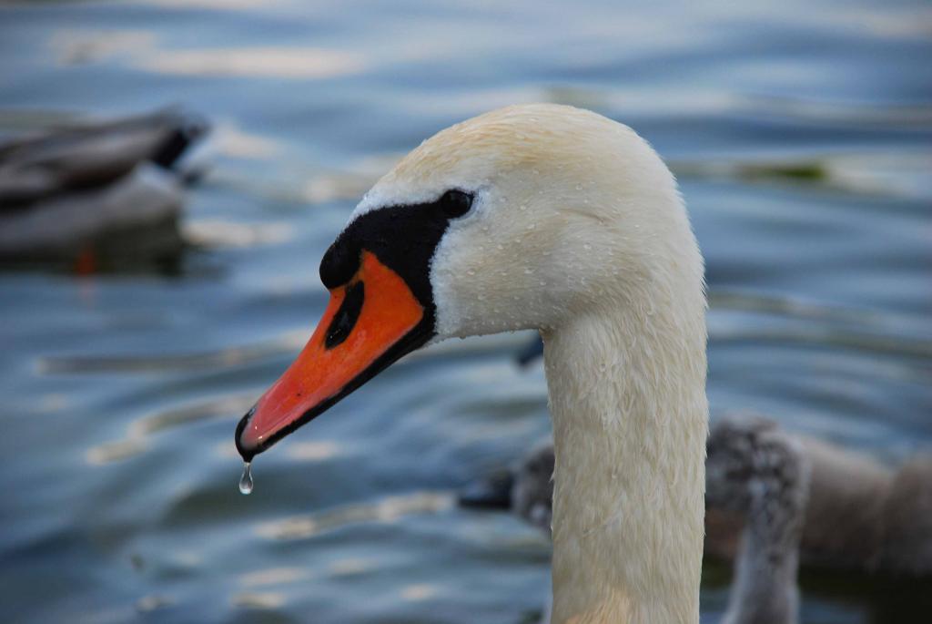 Schwan