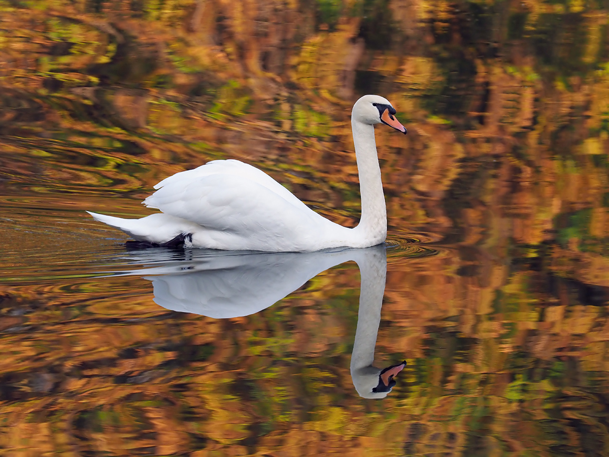 Schwan