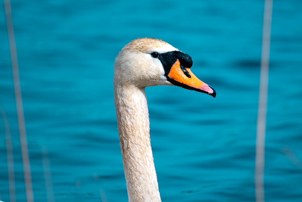 Schwan