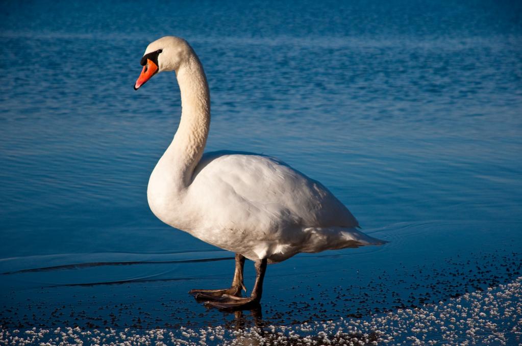 Schwan