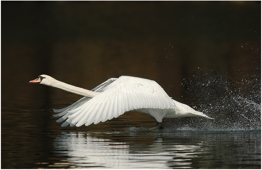 Schwan