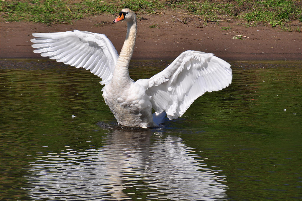 Schwan
