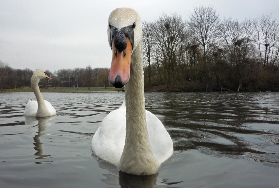 Schwan0182