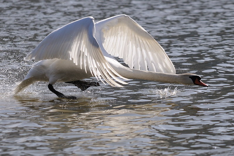 Schwan03