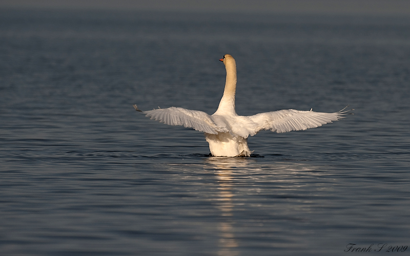 schwan1