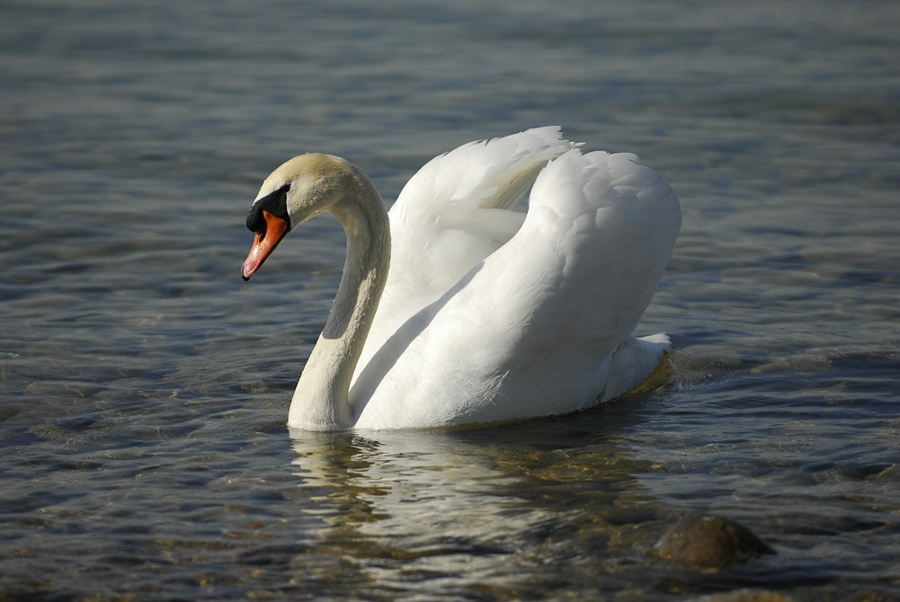 schwan1