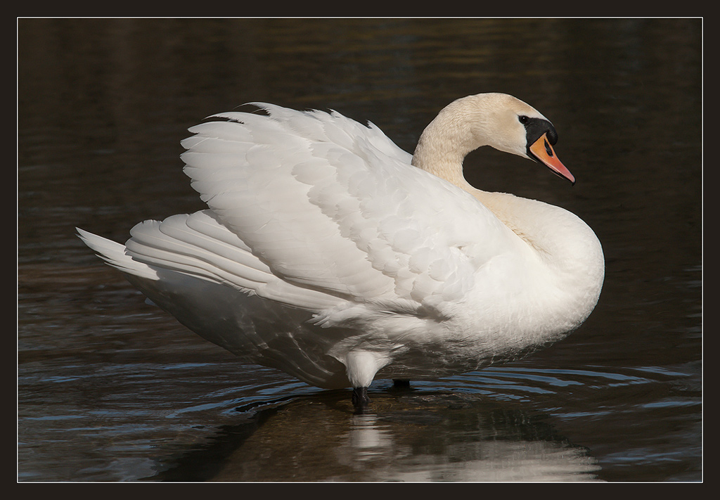schwan2