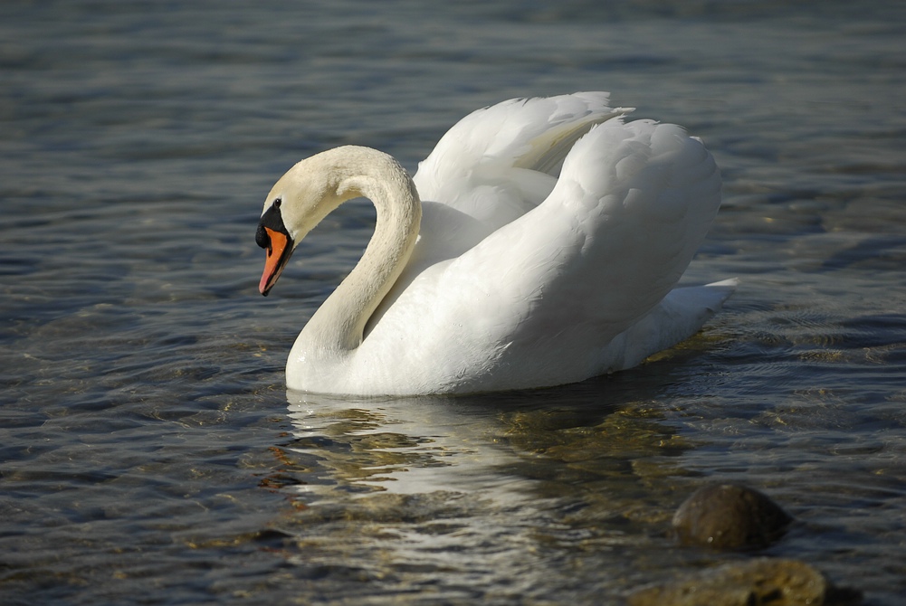 schwan2