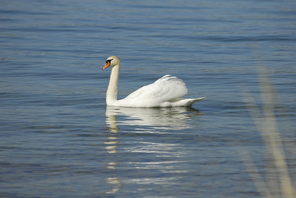 schwan3