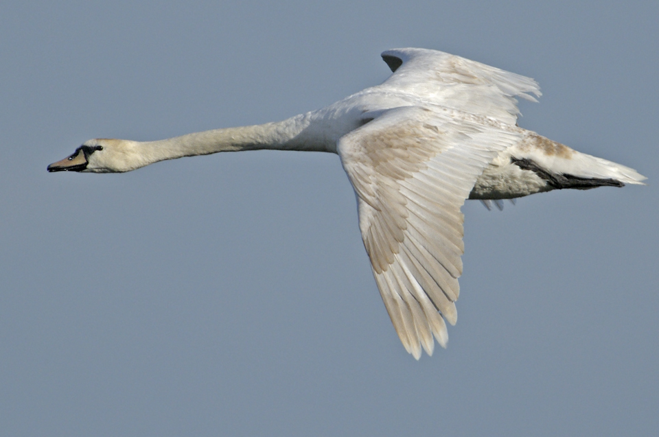 Schwan6946b