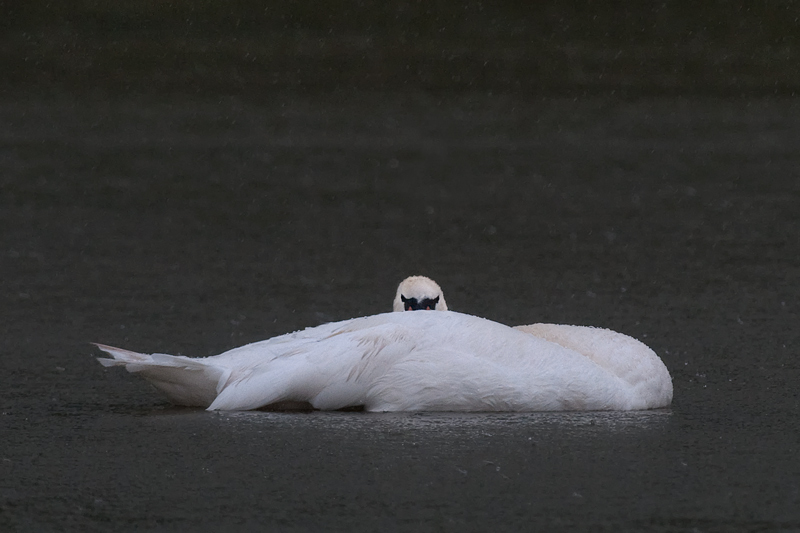 Schwan_1