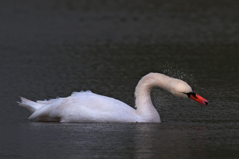 Schwan_2
