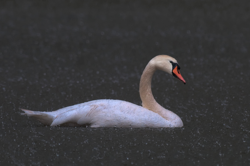 Schwan_3