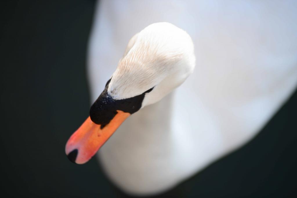 Schwan_BM