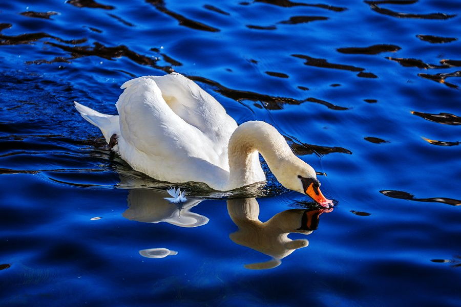 Schwan_NEU.jpg
