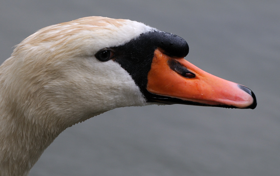 schwanenportrait