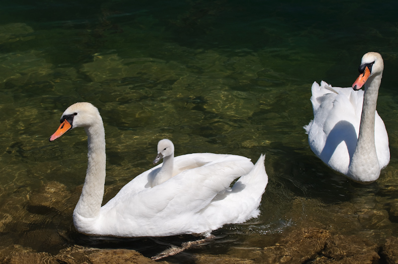 Schwanfamilie