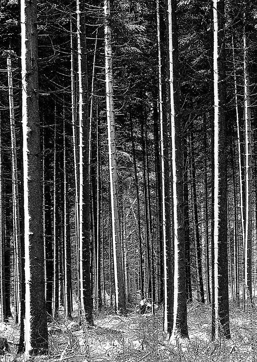 schwann 006 sw hochformatt