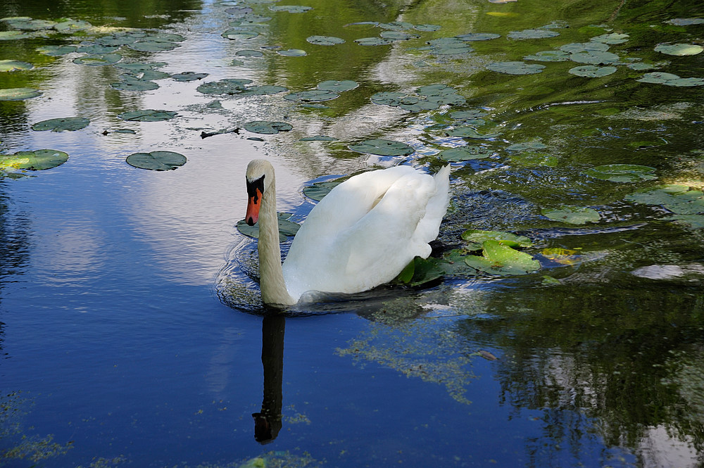 schwannatur