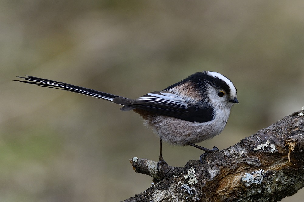 Schwanzmeise 2015 01693