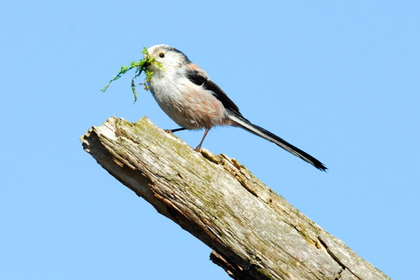Schwanzmeise