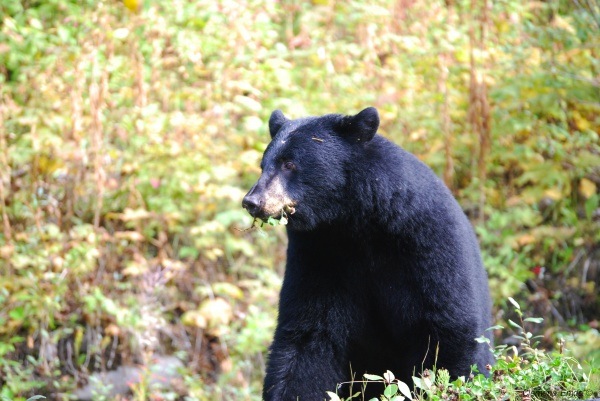 Schwarzbär am Strassenrand, fotografiert vom ausm Auto :D