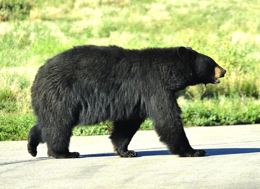 Schwarzbär
