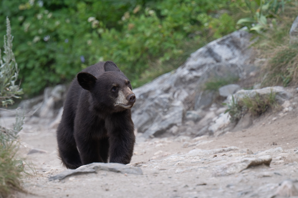 Schwarzbär