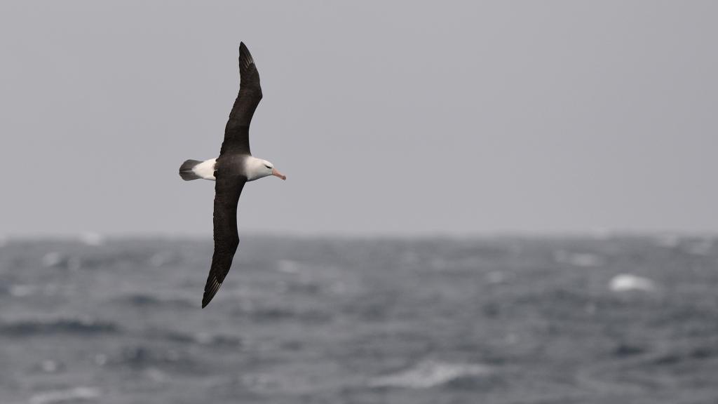 Schwarzbrauen Albatros
Drake Passage
3069