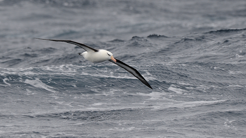 Schwarzbrauen Albatros
Drake Passage
 3123