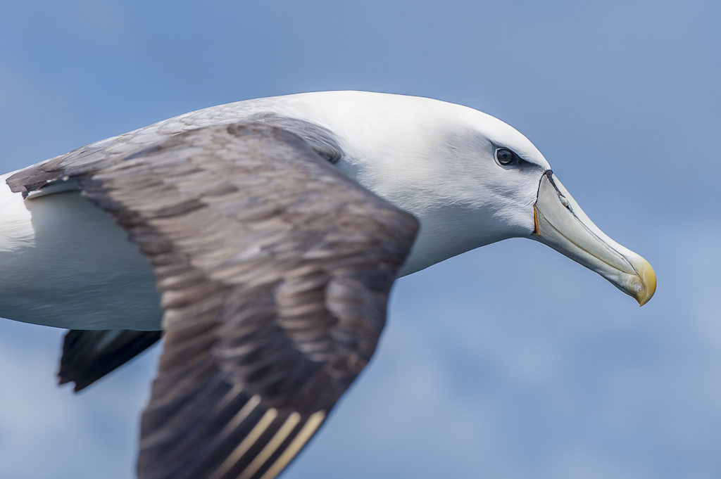 Schwarzbrauen Albatros Portrait