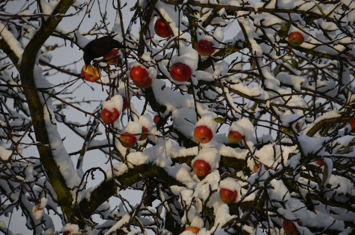 Schwarzdrossel im Kampf gegen den Winter