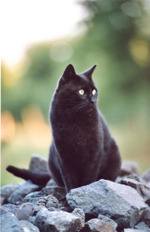 Schwarze Katze
