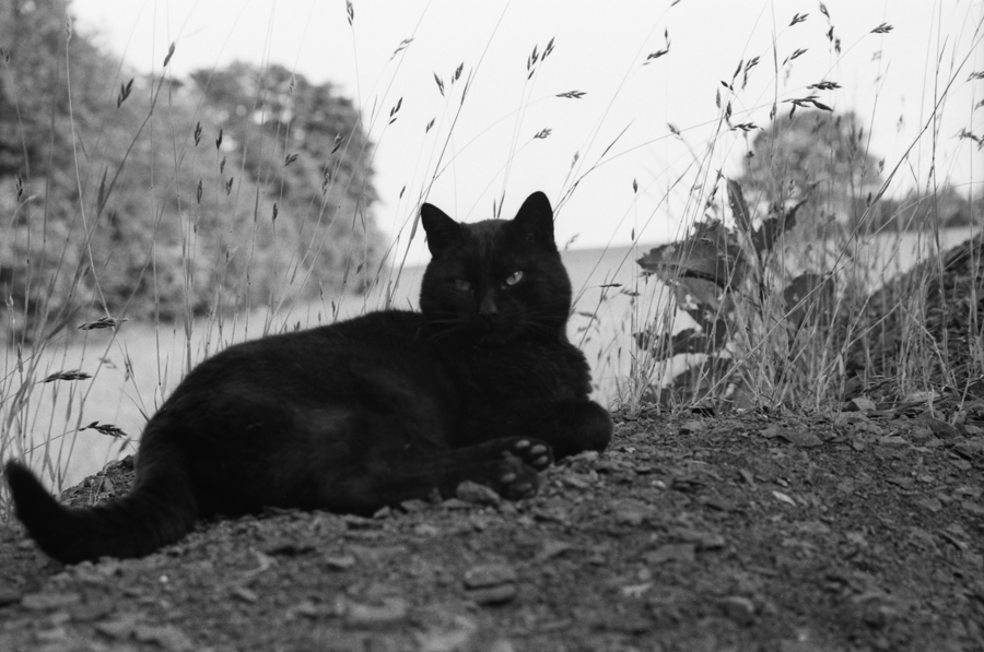 schwarze Katze