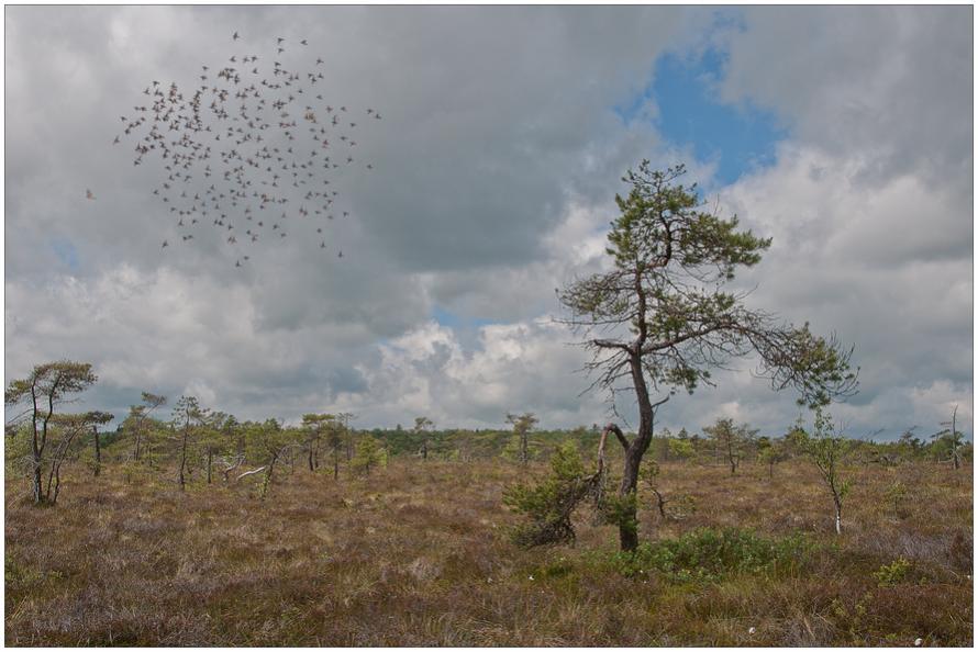 Schwarze Moor