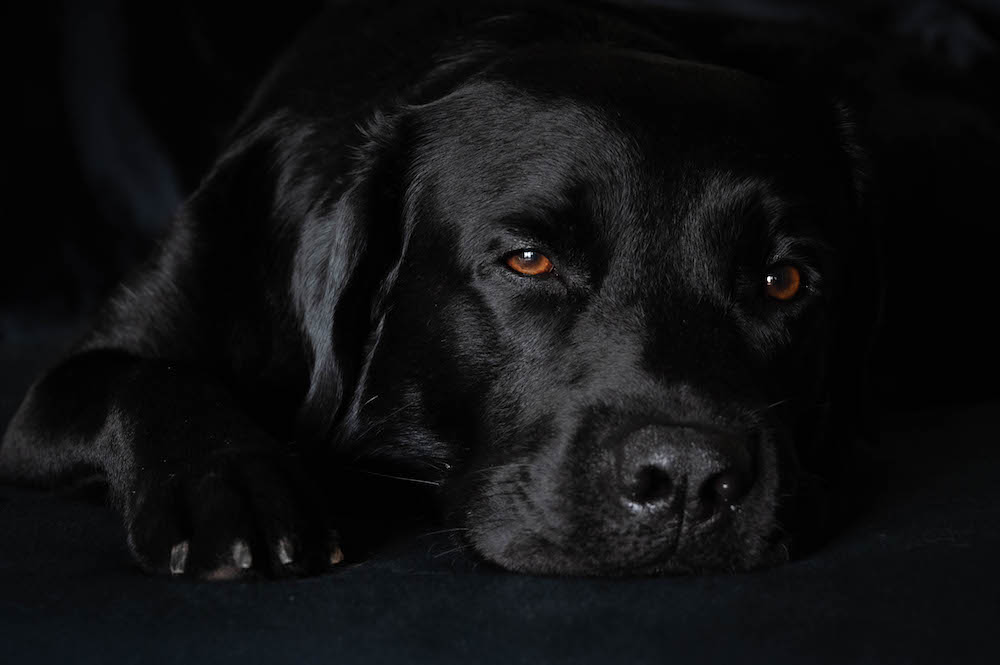 Schwarzer Hund, schwarzes Bett
