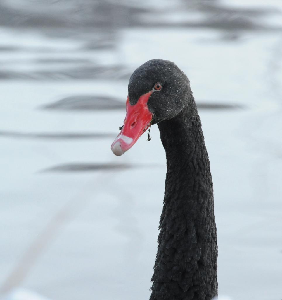 Schwarzer Schwan