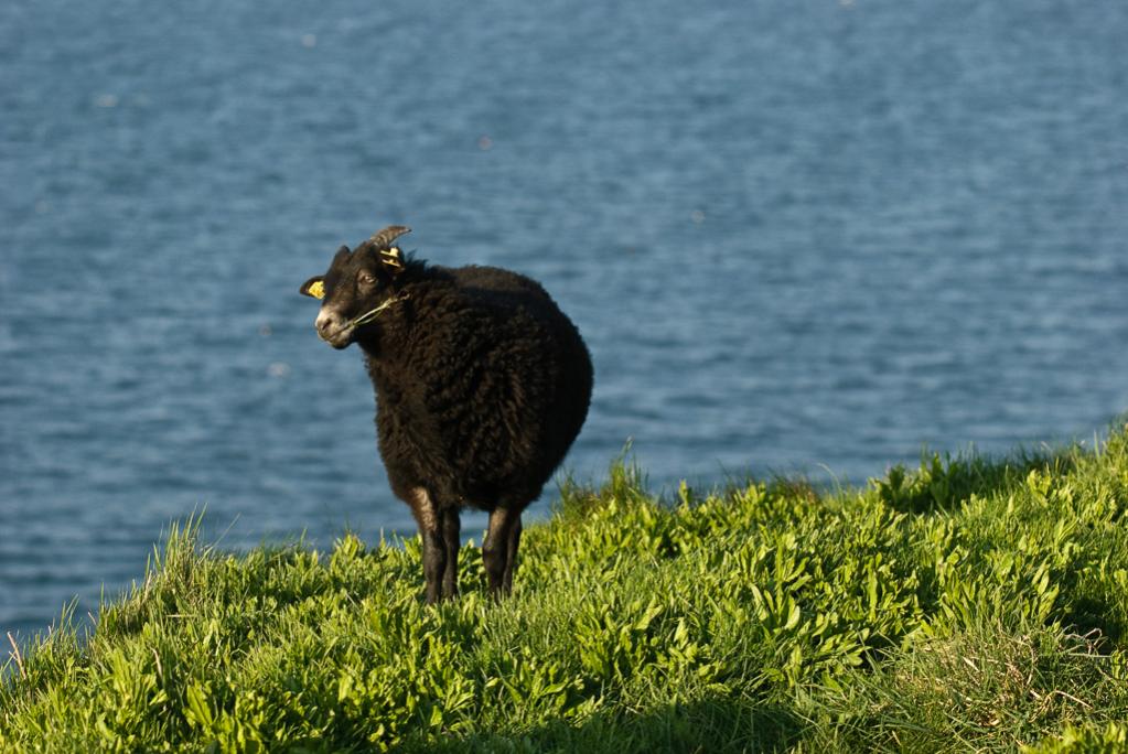 Schwarzes Lamm