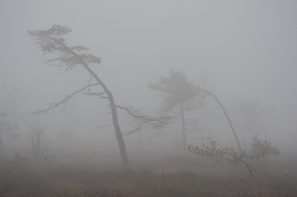 Schwarzes Moor 005