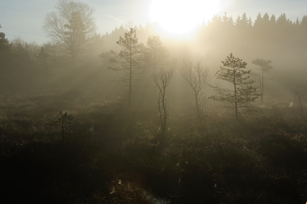 Schwarzes Moor 009