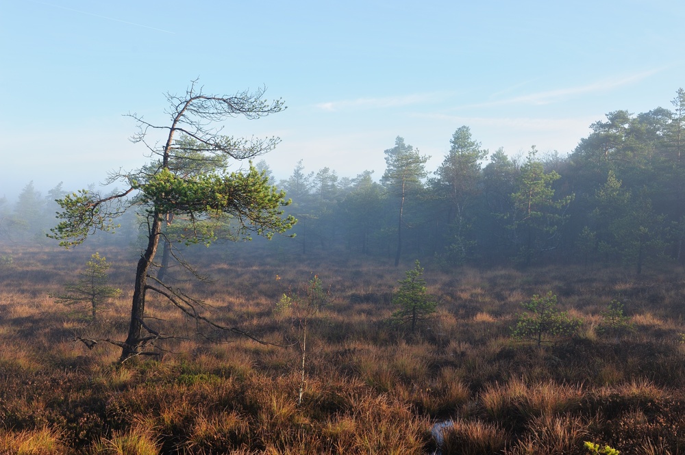Schwarzes Moor 011